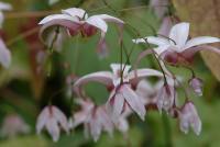 White and purplish pink starry flowers